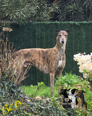 Étalon Greyhound - CH. Pain d'epices Des dames du lac