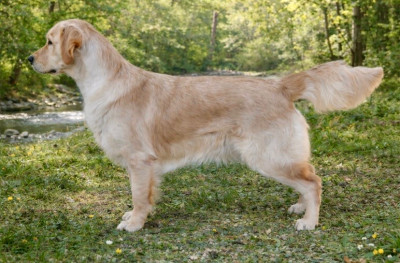 Étalon Golden Retriever - kalita di trui Primrose