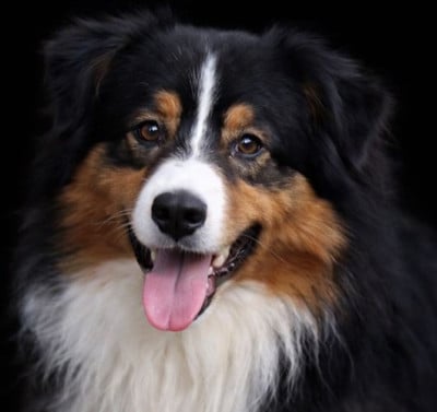 Étalon Berger Australien - Okay boy du Chemin de la Lune aux Reves