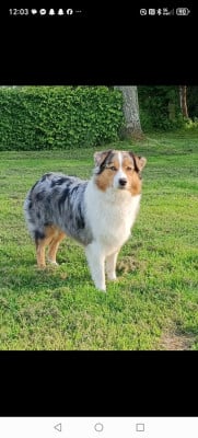 image de Rodéo rosemary blue réva