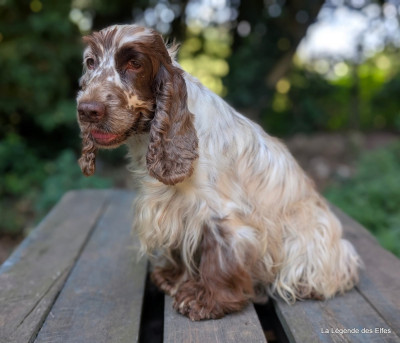 Étalon Cocker Spaniel Anglais - Reine victoria de la légende des elfes