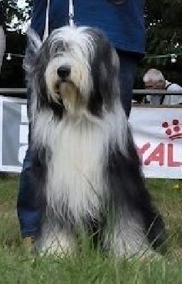 Étalon Bearded Collie - Parfait dit padishah Du Joli Fou