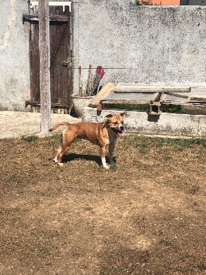 Étalon American Staffordshire Terrier - R ka Of The American Gold Garden
