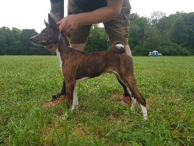 Étalon Basenji - CH. all square Peek-a-boo for mifugo peponi