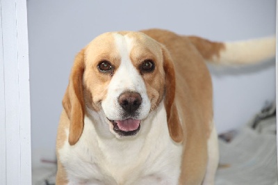 Étalon Beagle - Nala De La Lisardière