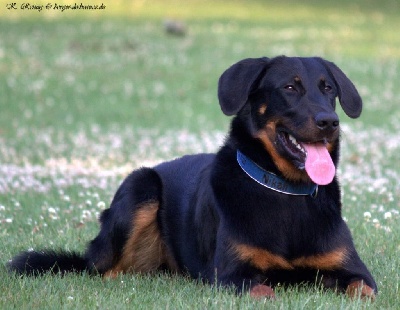R'nikan Du Ruisseau Des Petits Anges