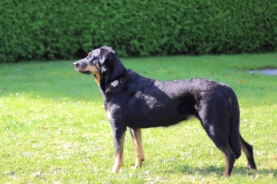 Étalon Berger de Beauce - Ocra des Ganches de la Loire