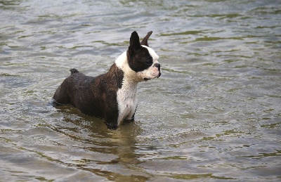 Étalon Boston Terrier - Mavikaflo's Panik a bord