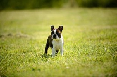 Étalon Boston Terrier - Good Choice's Select Sapho