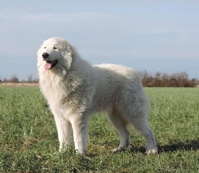 Étalon Chien de Montagne des Pyrenees - Prince De La Légende D'Ankhara