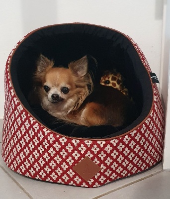 Étalon Chihuahua - Heden-slr mon amour de la romarinière