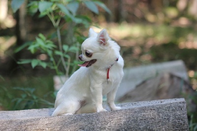 Étalon Chihuahua - valeo valery Lissiya