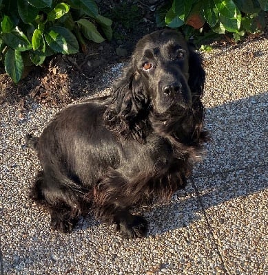 Étalon Cocker Spaniel Anglais - Papaye Des hauts de pommeil