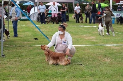 Étalon Cocker Spaniel Anglais - Red golden ruby Du Domaine D'hakyna