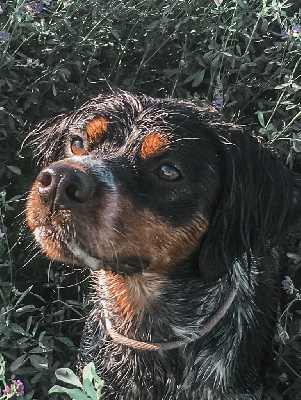 Étalon Epagneul Breton - Piu bella Do Coração Leal