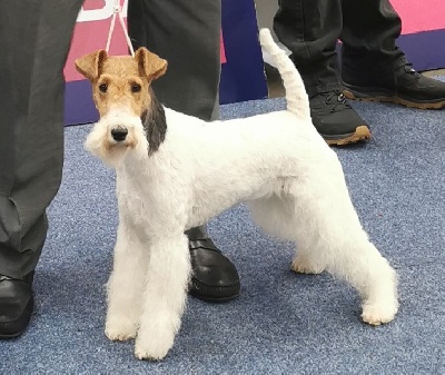 Étalon Fox Terrier Poil Dur - CH. Pretty pearl de Cresecques