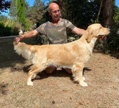 Étalon Golden Retriever - Romane Du plateau des abeilles