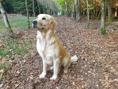 Étalon Golden Retriever - Rivka du Champ de l'Ourthe