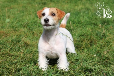 Étalon Jack Russell Terrier - Omfala russtyle's du Vallon de l'Alba