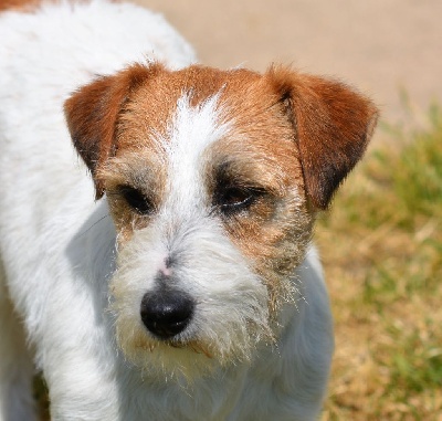 Étalon Jack Russell Terrier - Orosei topolina Des Gerveilles