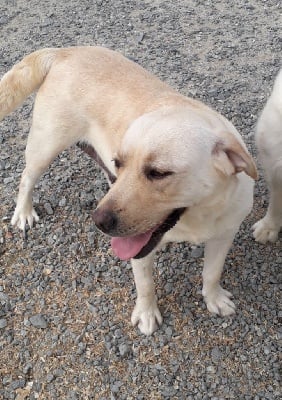 Étalon Labrador Retriever - Octopussy Du prieur de la roche