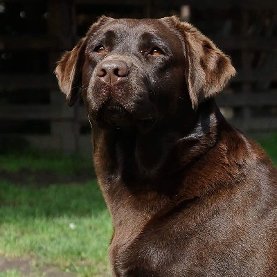Étalon Labrador Retriever - Pepsy pearl Des Yeux Doux