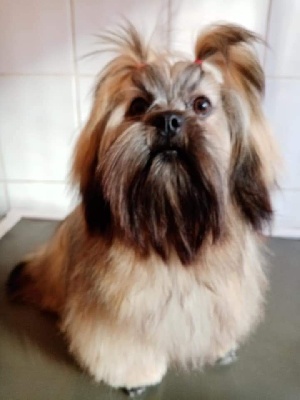 Étalon Lhassa Apso - Panama Du Royaume De Sacrés