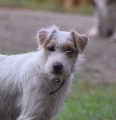 Étalon Parson Russell Terrier - Oly (Sans Affixe)