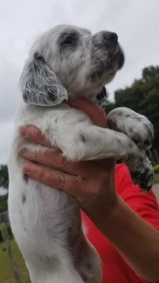 Étalon Setter Anglais - Sybelle des Echos des Pilards