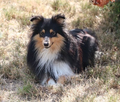 Étalon Shetland Sheepdog - art felicity Clyde