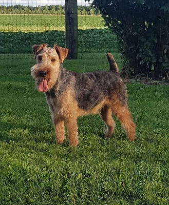 Étalon Welsh Terrier - Padjo Des marais de courmont