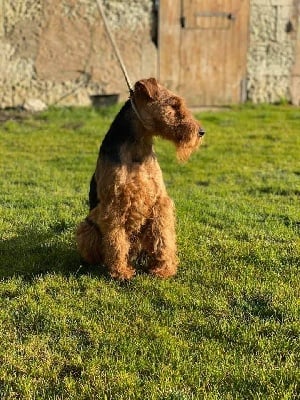 Étalon Welsh Terrier - matranensis Thunder