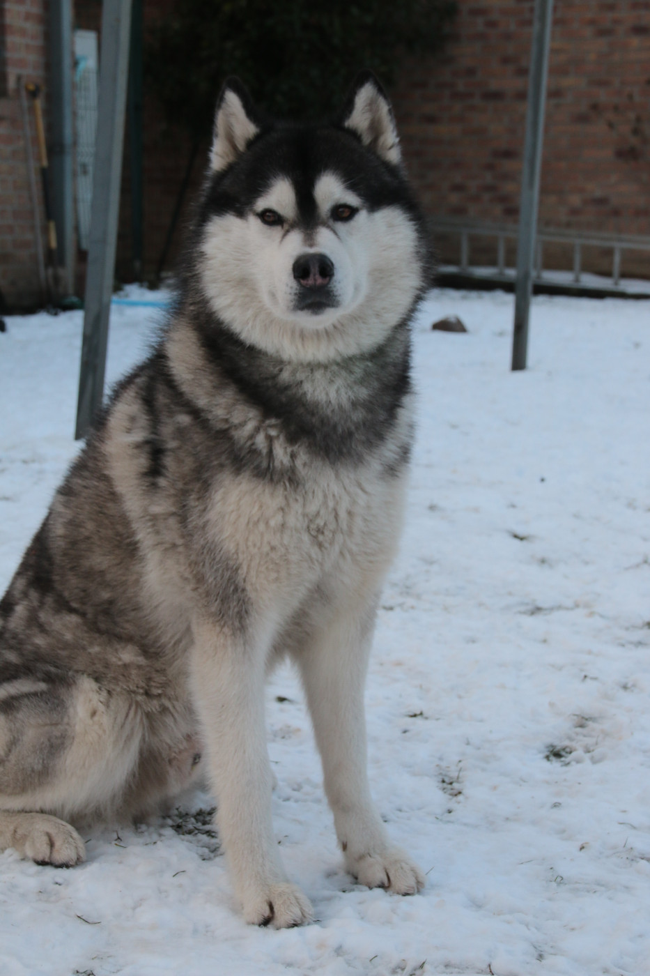 Publication : De La Comté Des Loups 