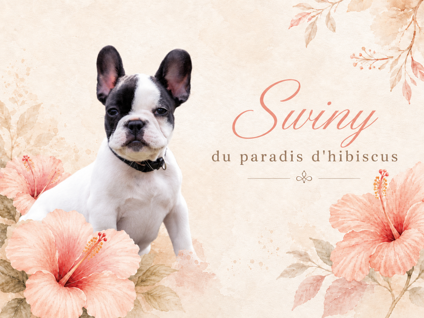 Swiny Du Paradis D'Hibiscus