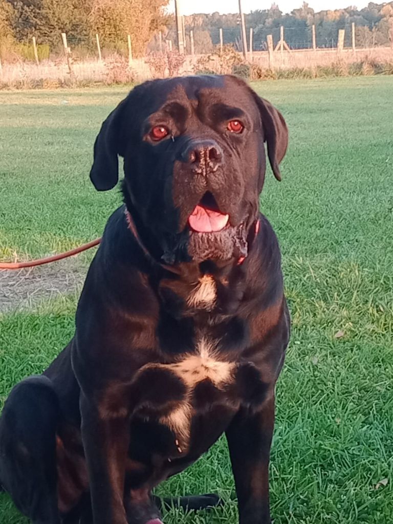 Publication : Des Couleurs Maloya Auteur : Pierre AH-SANG Couleurs Maloya