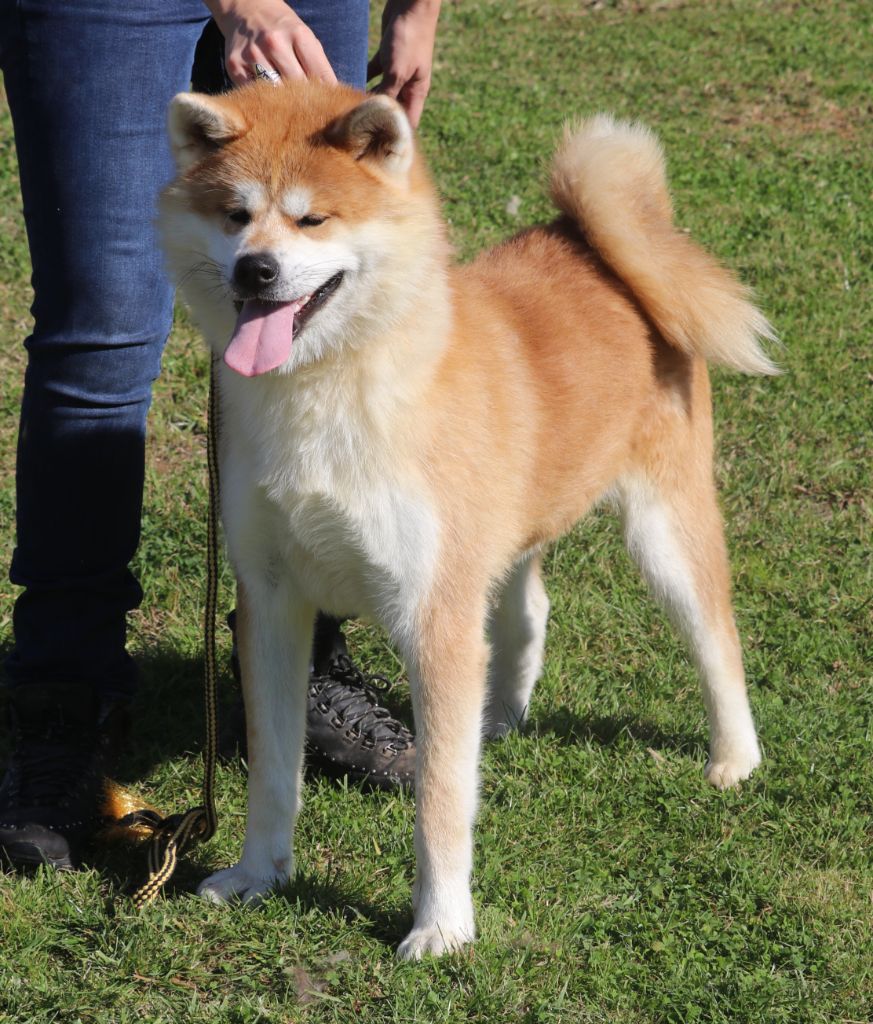 Ryuken no grogu Des Fideles Akita Ken