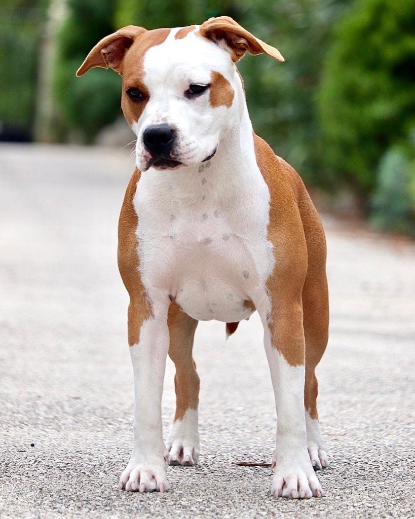 Publication : Maker's New Step