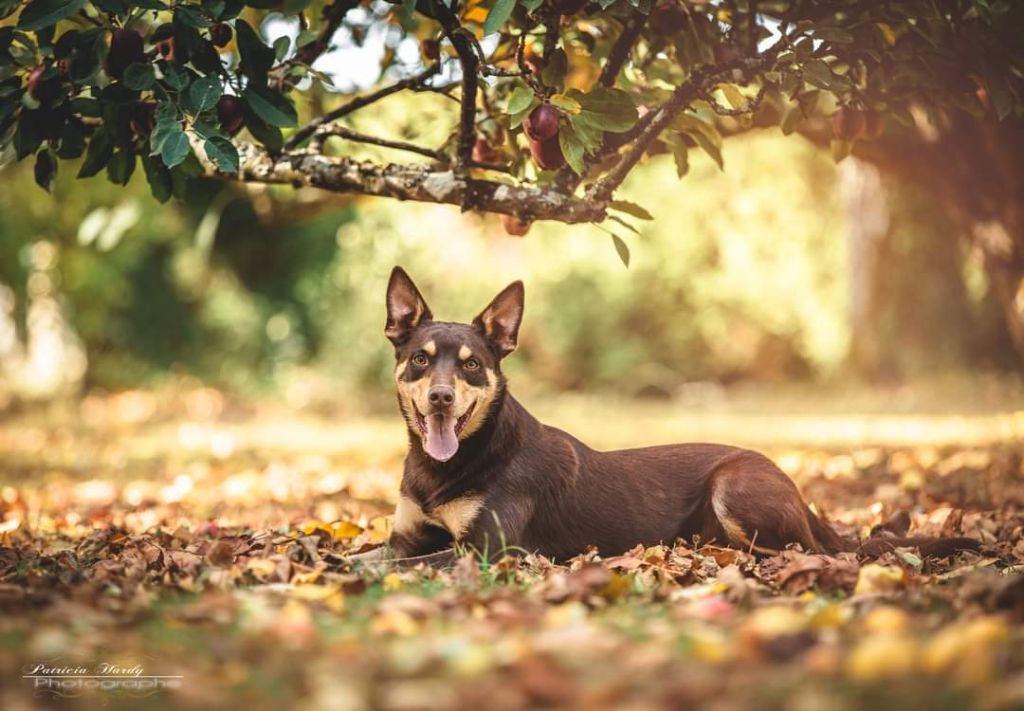 Publication : Ringarooma Auteur : patricia tardy