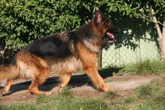 team del sol nascente Nika