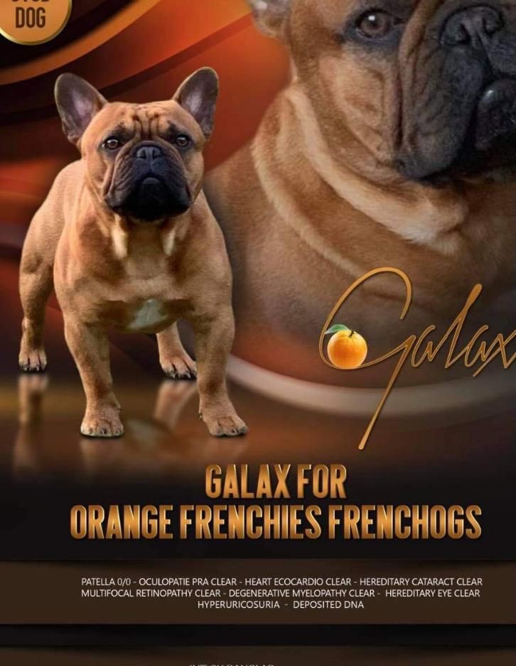 Galax for orange frenchies frenchogs