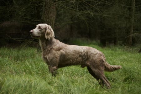 TR. CH. A sun of cato sanelle sirrah