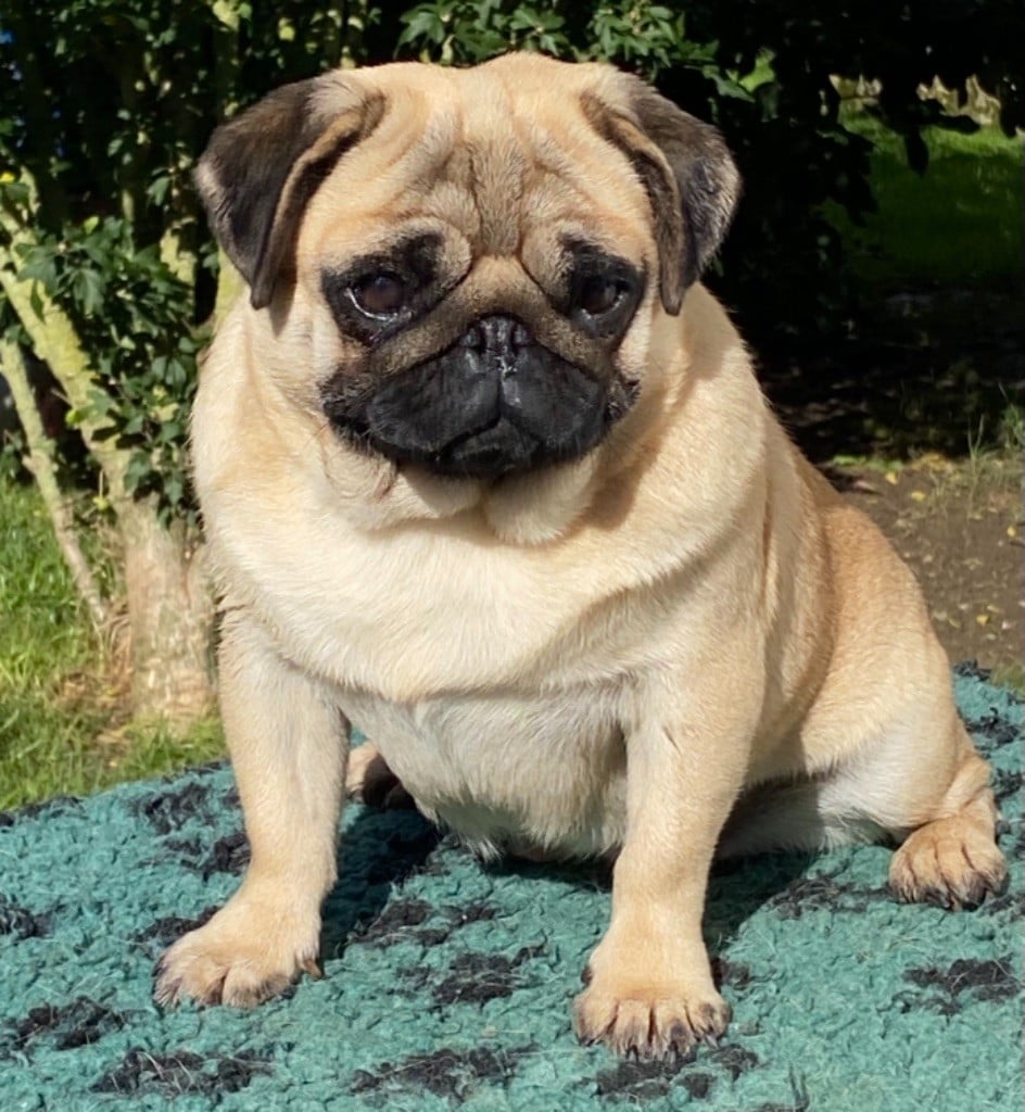 Purple rain « violette » Du chevalier de saint maxime