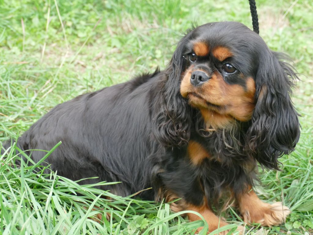 Publication : Du Temps Des Amazones Auteur : DELFOSSE