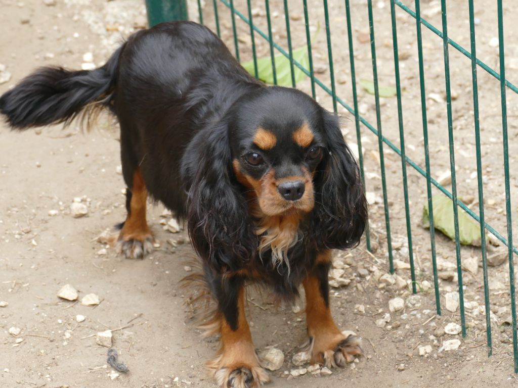 Publication : Du Temps Des Amazones Auteur : DELFOSSE