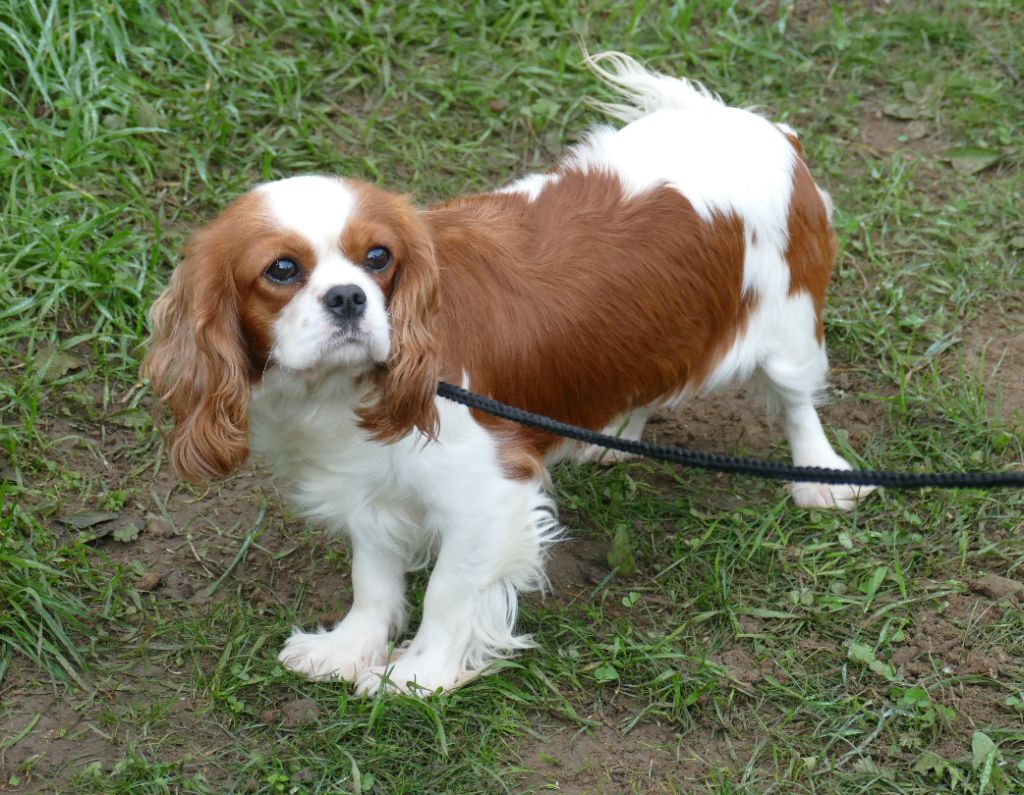 Publication : Du Temps Des Amazones Auteur : DELFOSSE