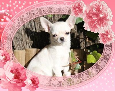 Publication : Des Dragons Maya 