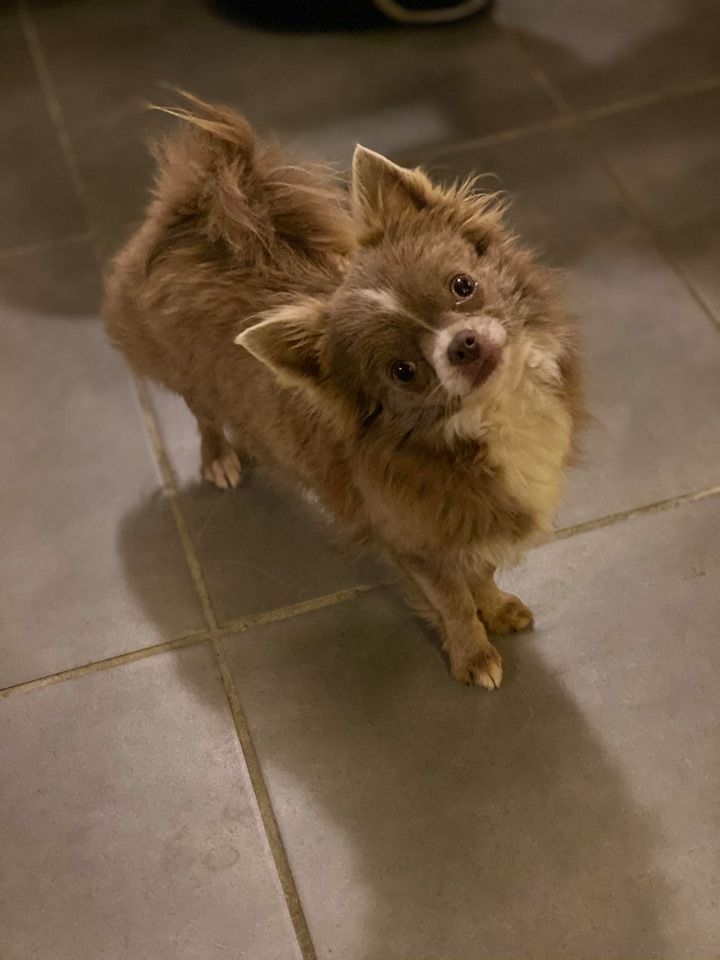 Publication : Des Légendes De Sardelis Auteur : JÃ©rÃ´me Durosier