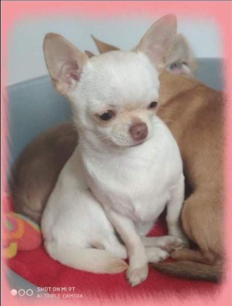 Publication : My Little Totem 