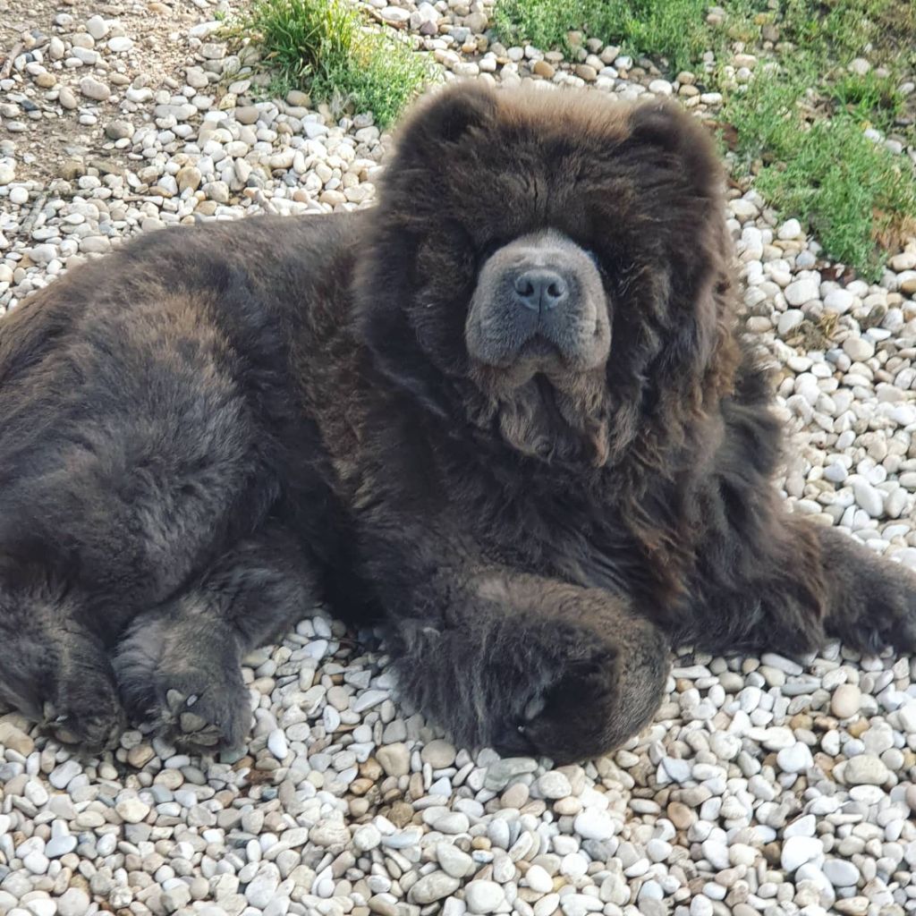 Publication : des préludes du chassignolan 