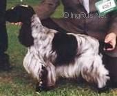 Courtmaster White wizard